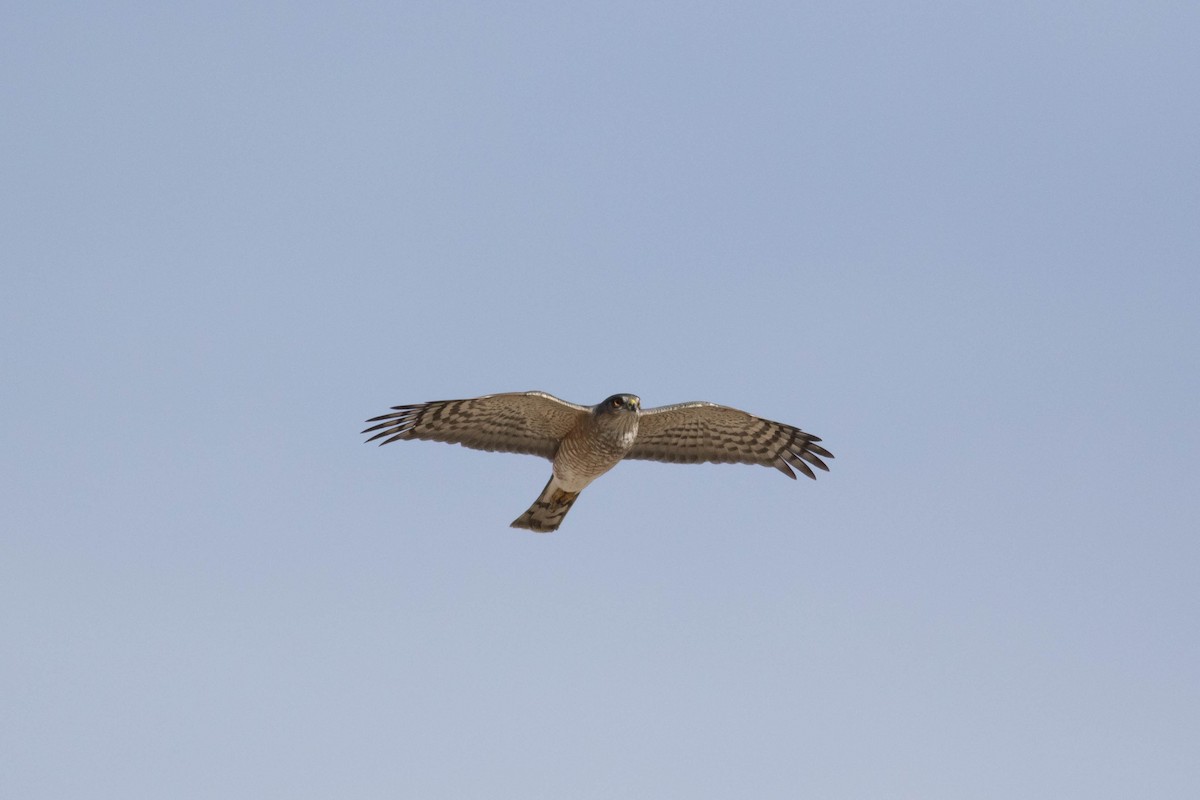 Sharp-shinned Hawk - ML627289500