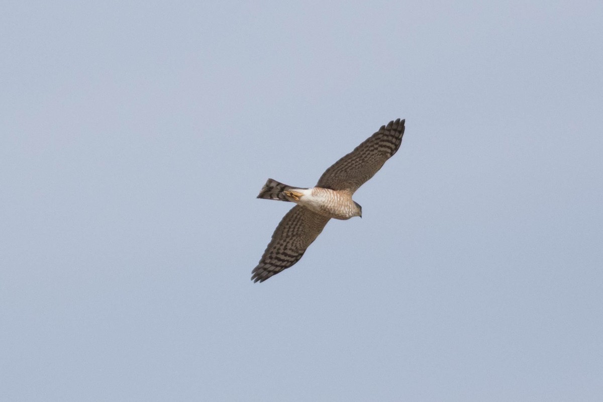 Sharp-shinned Hawk - ML627289515