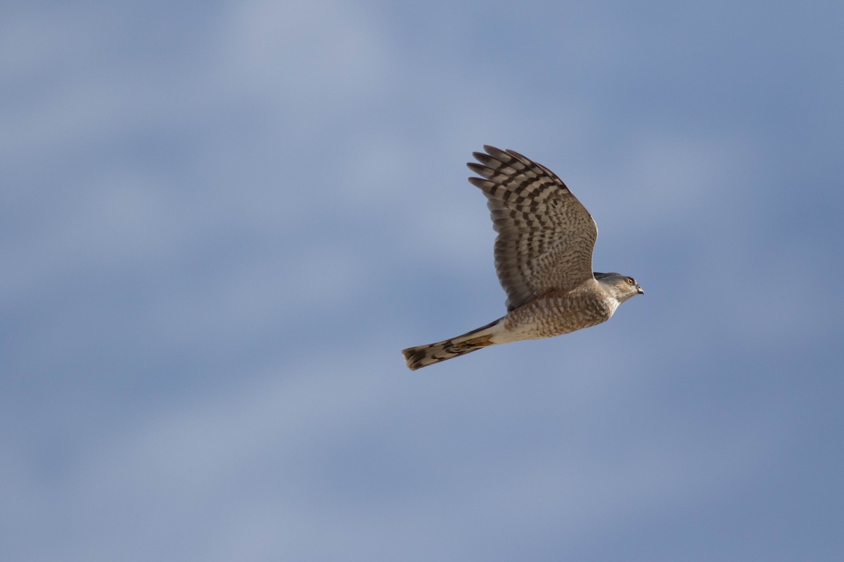 Sharp-shinned Hawk - ML627289524