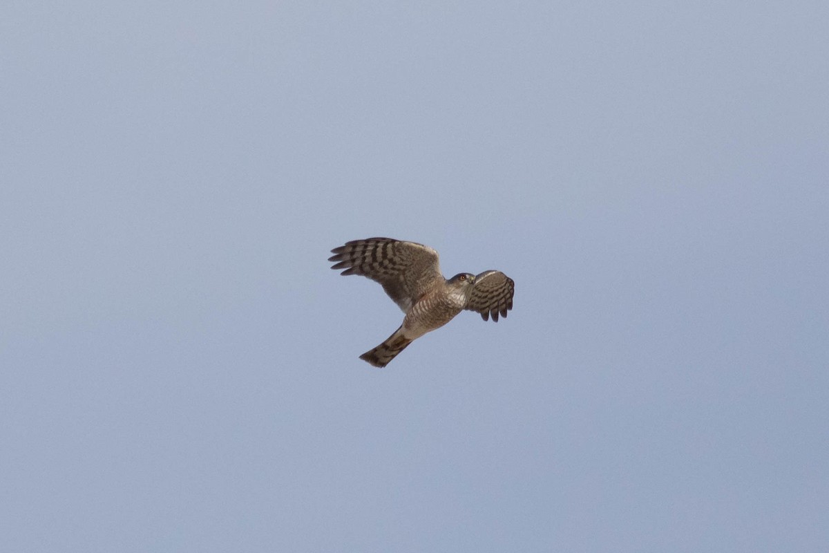 Sharp-shinned Hawk - ML627289539