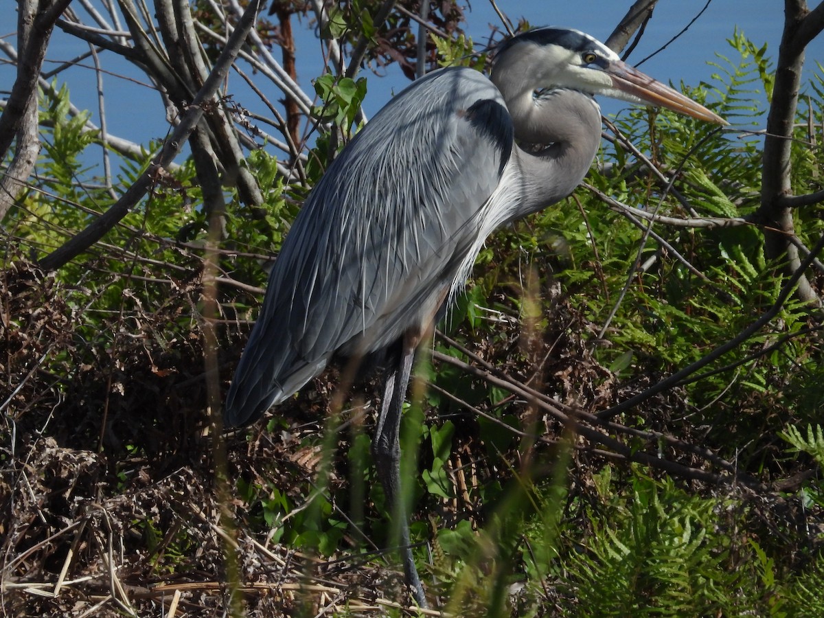 Great Blue Heron - ML627289585