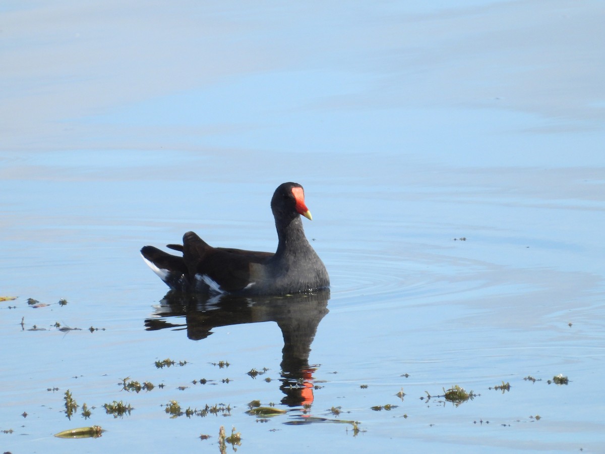 Common Gallinule - ML627289733