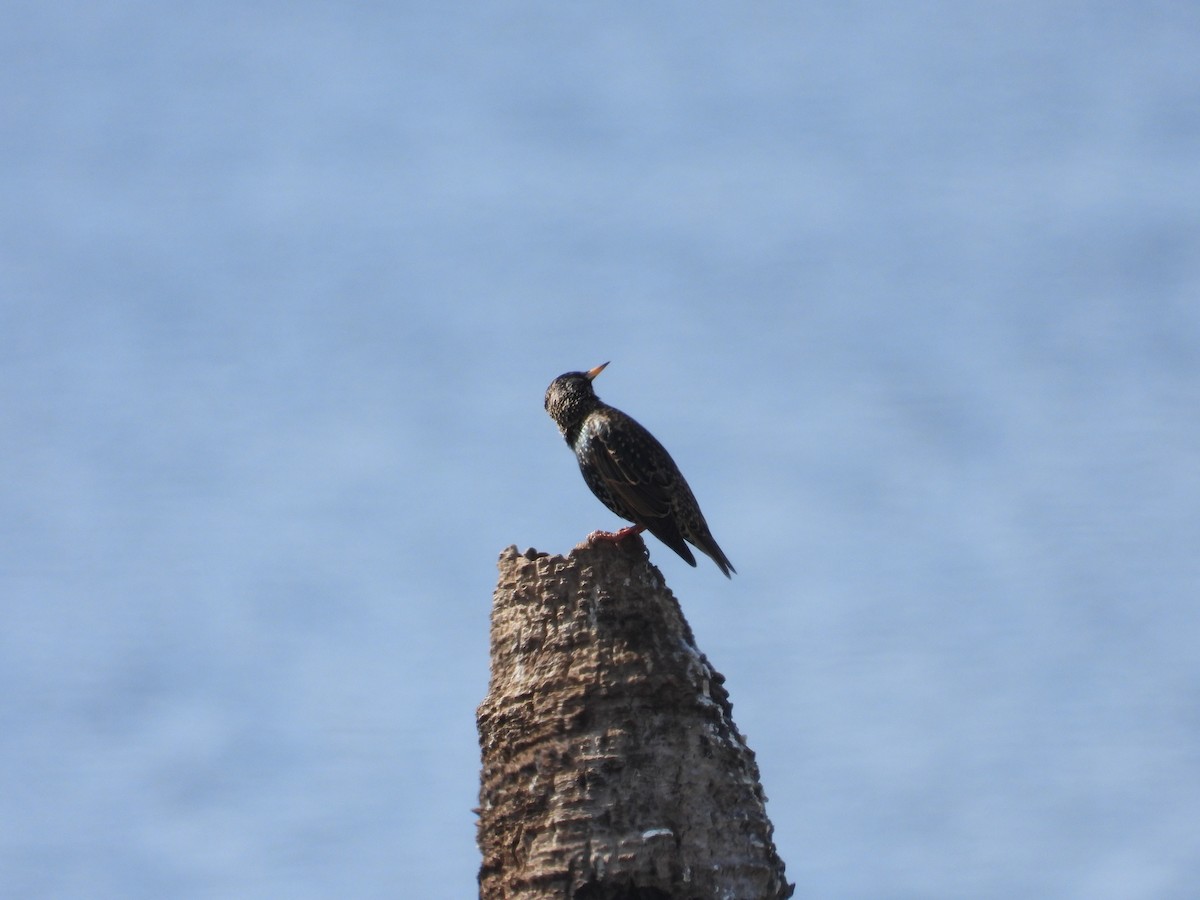 European Starling - ML627289839