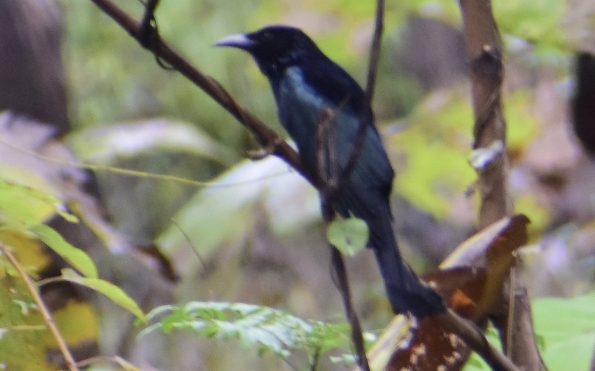 Drongo Crestudo - ML627289860