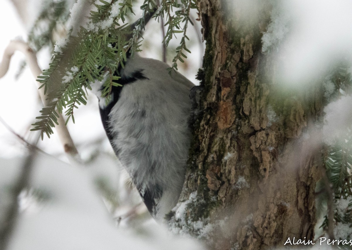 Hairy Woodpecker - ML627289886