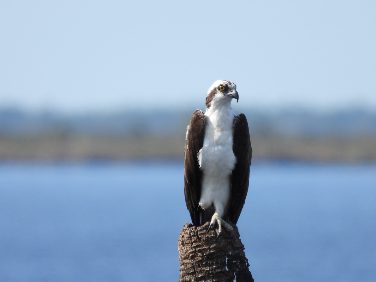 Osprey - ML627289909