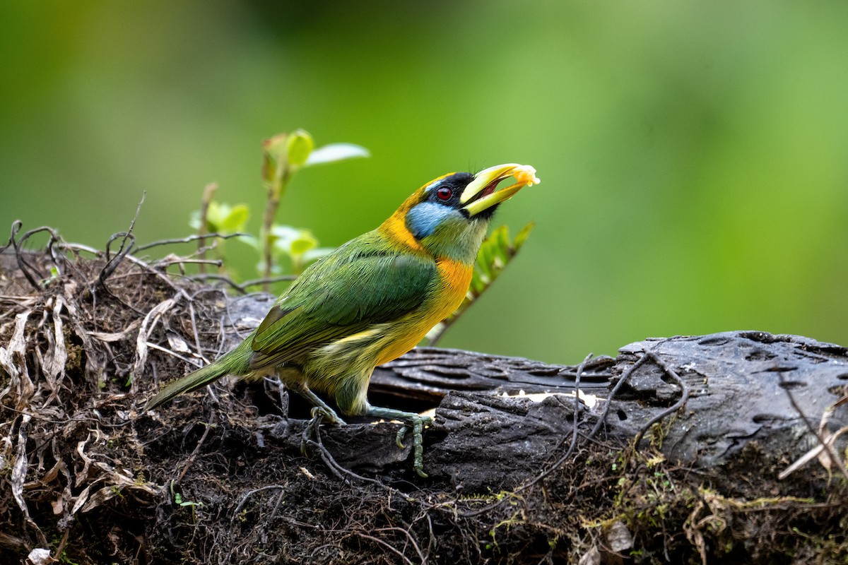 Red-headed Barbet - ML627289915