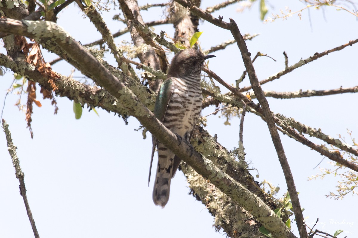 Shining Bronze-Cuckoo - ML627289944