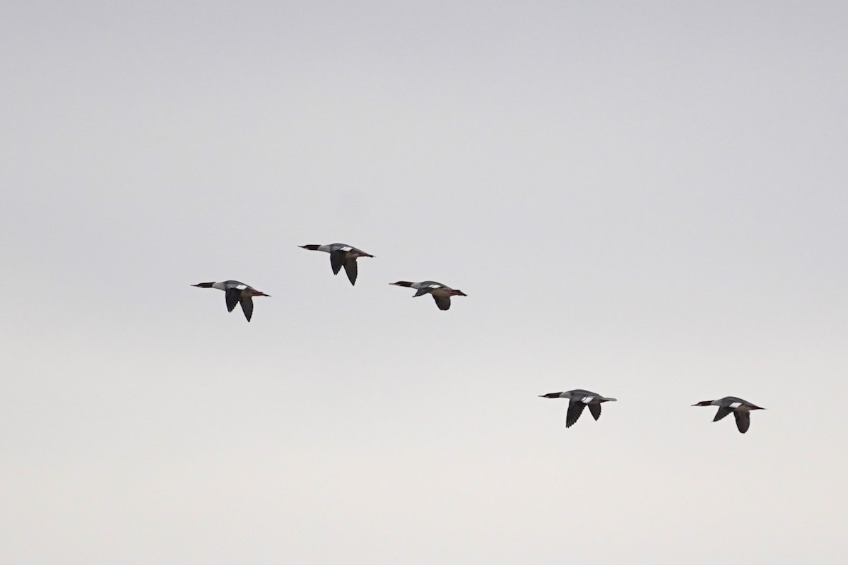 Common Merganser - ML627289963