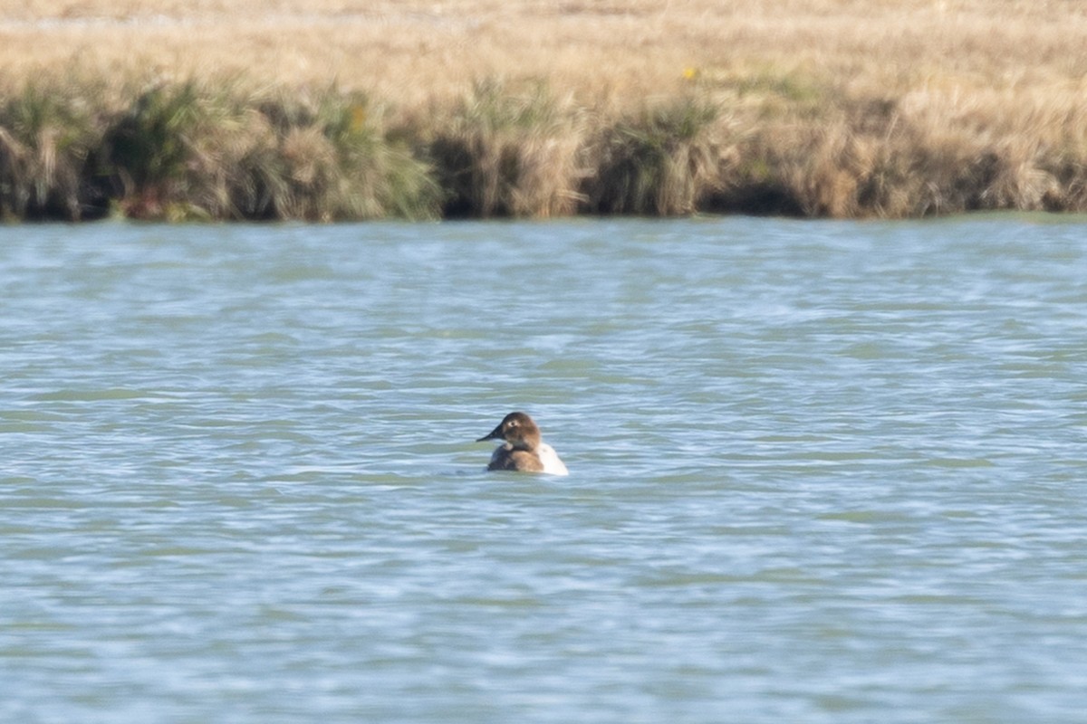 Canvasback - ML627289970