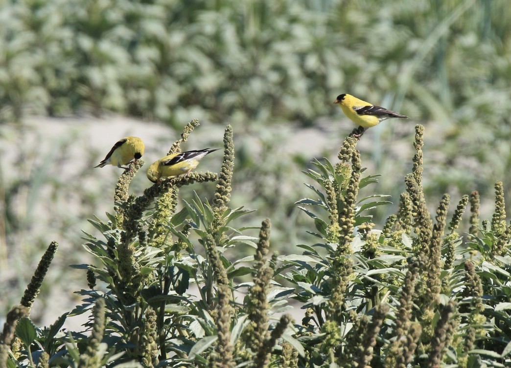 American Goldfinch - ML627290048