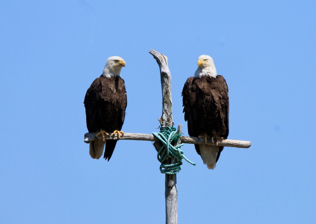 Bald Eagle - ML627290058