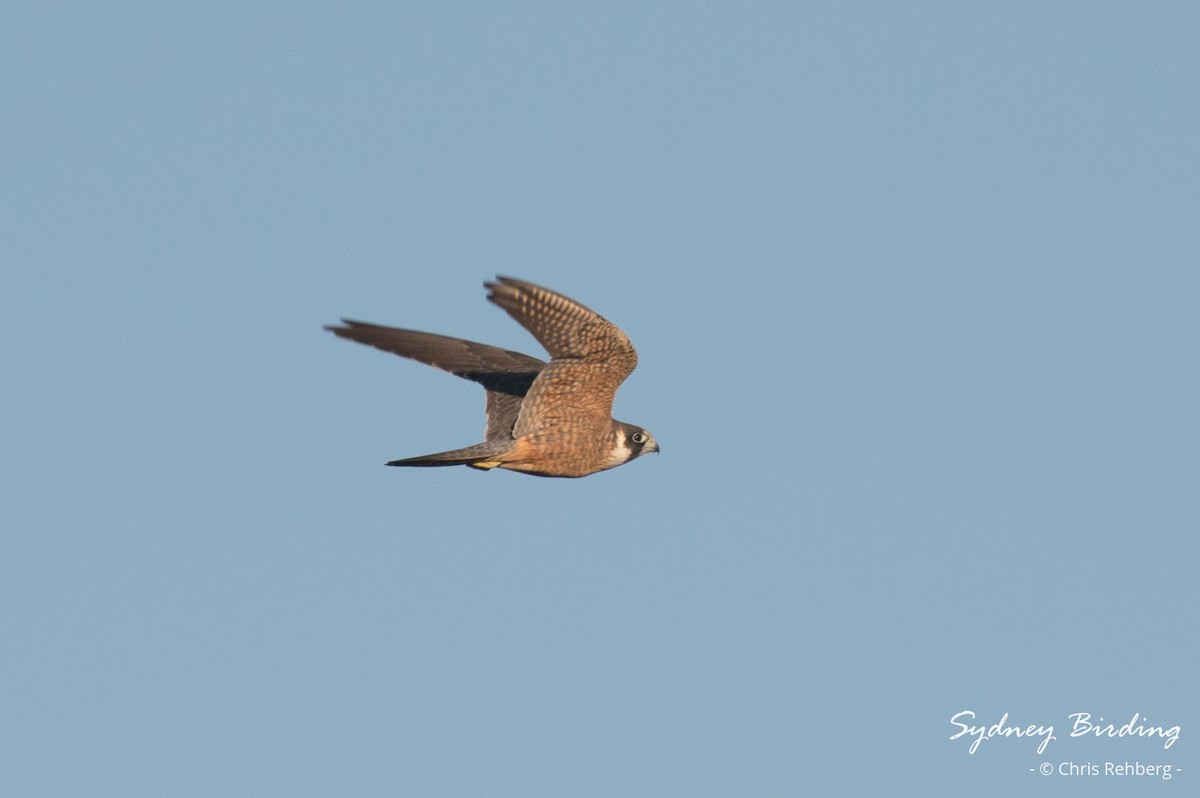 Australian Hobby - ML627290122