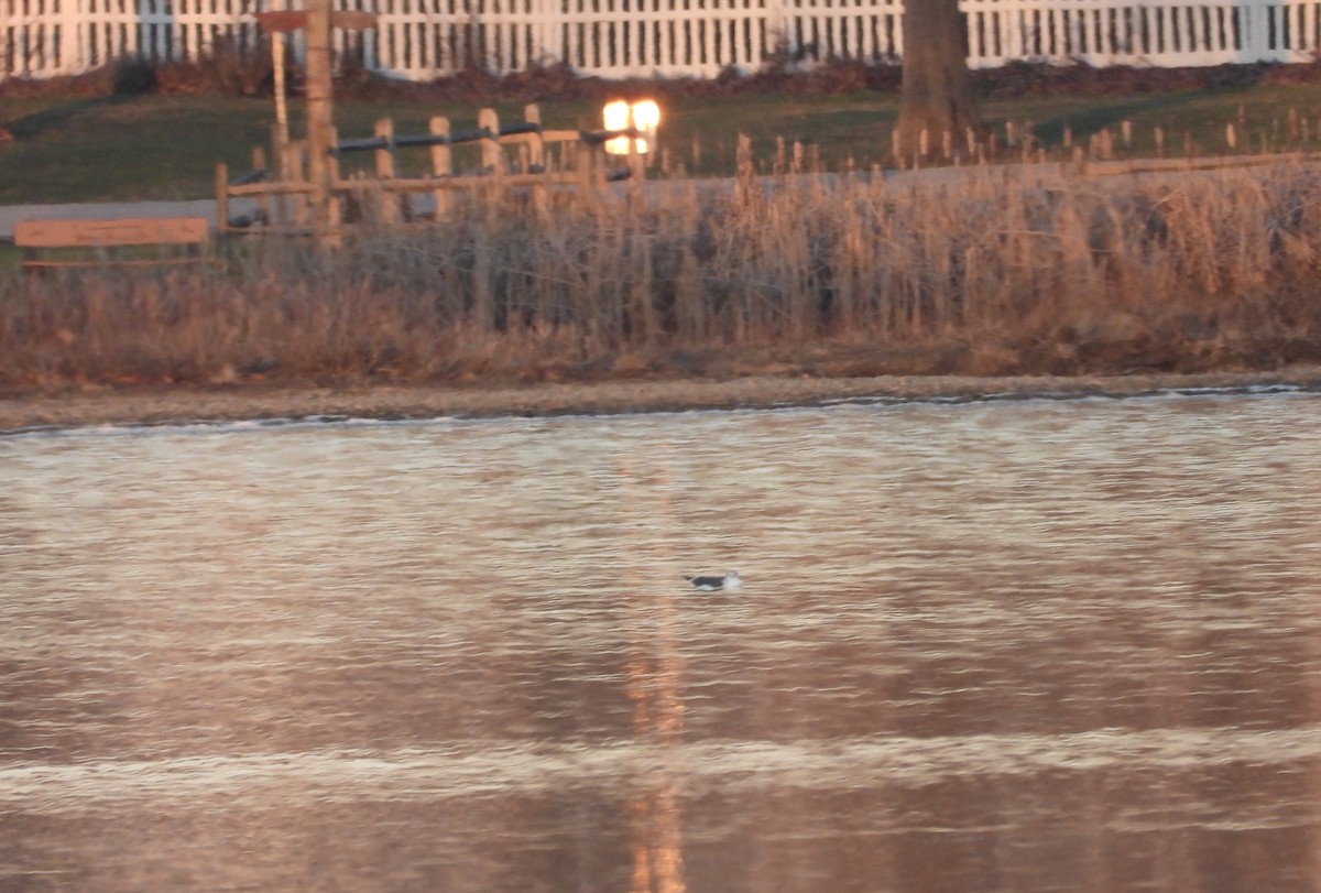 Lesser Black-backed Gull - ML627290149