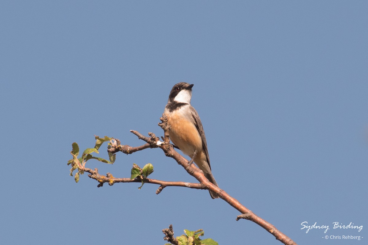 Rufous Whistler - ML627290296
