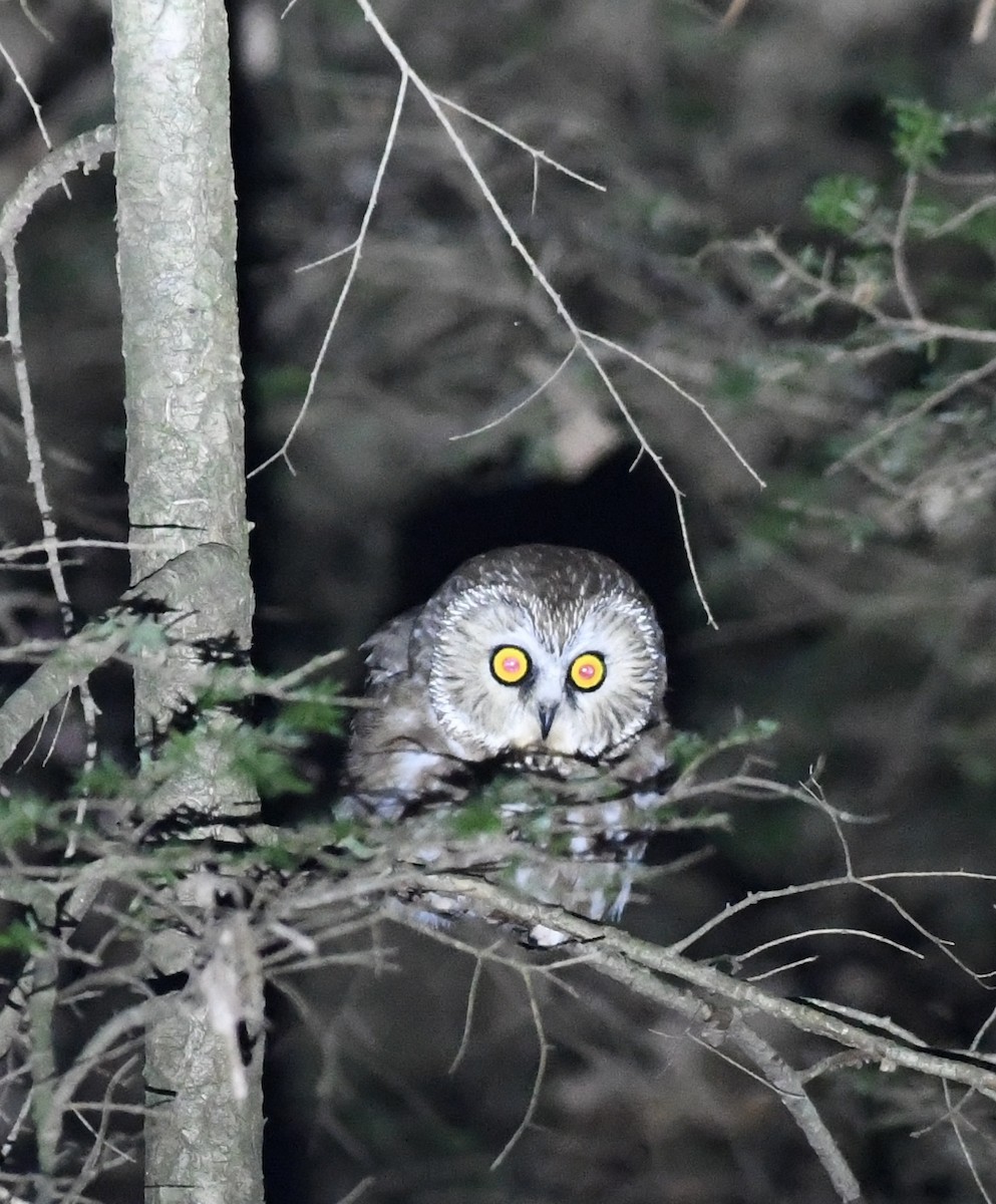 Northern Saw-whet Owl - ML627290319