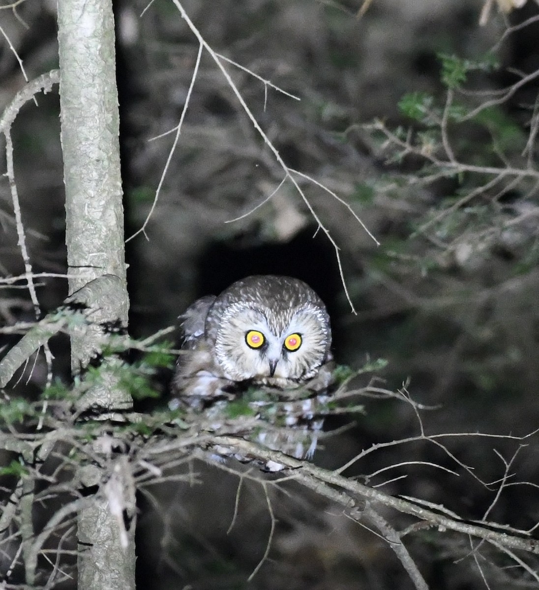 Northern Saw-whet Owl - ML627290320