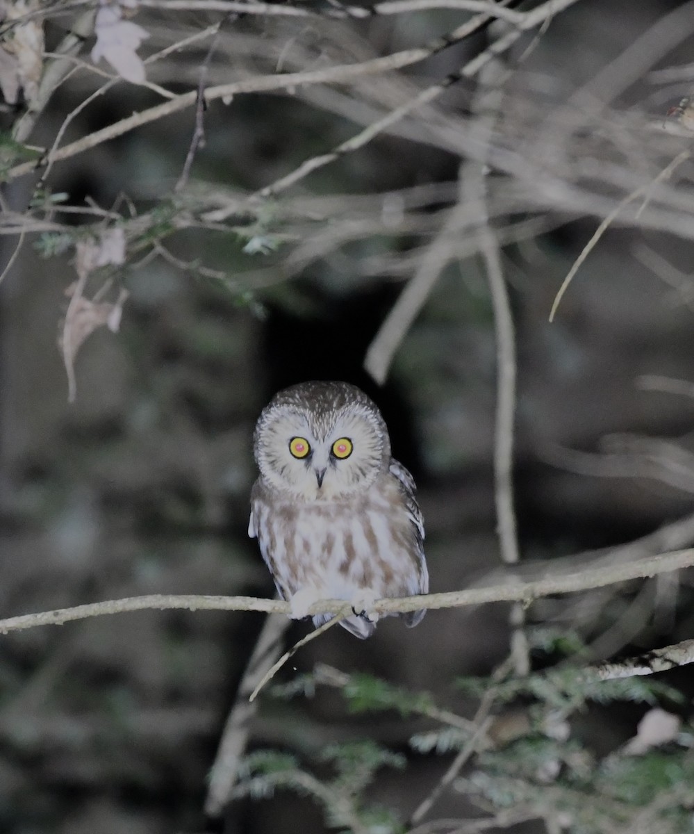 Northern Saw-whet Owl - ML627290321