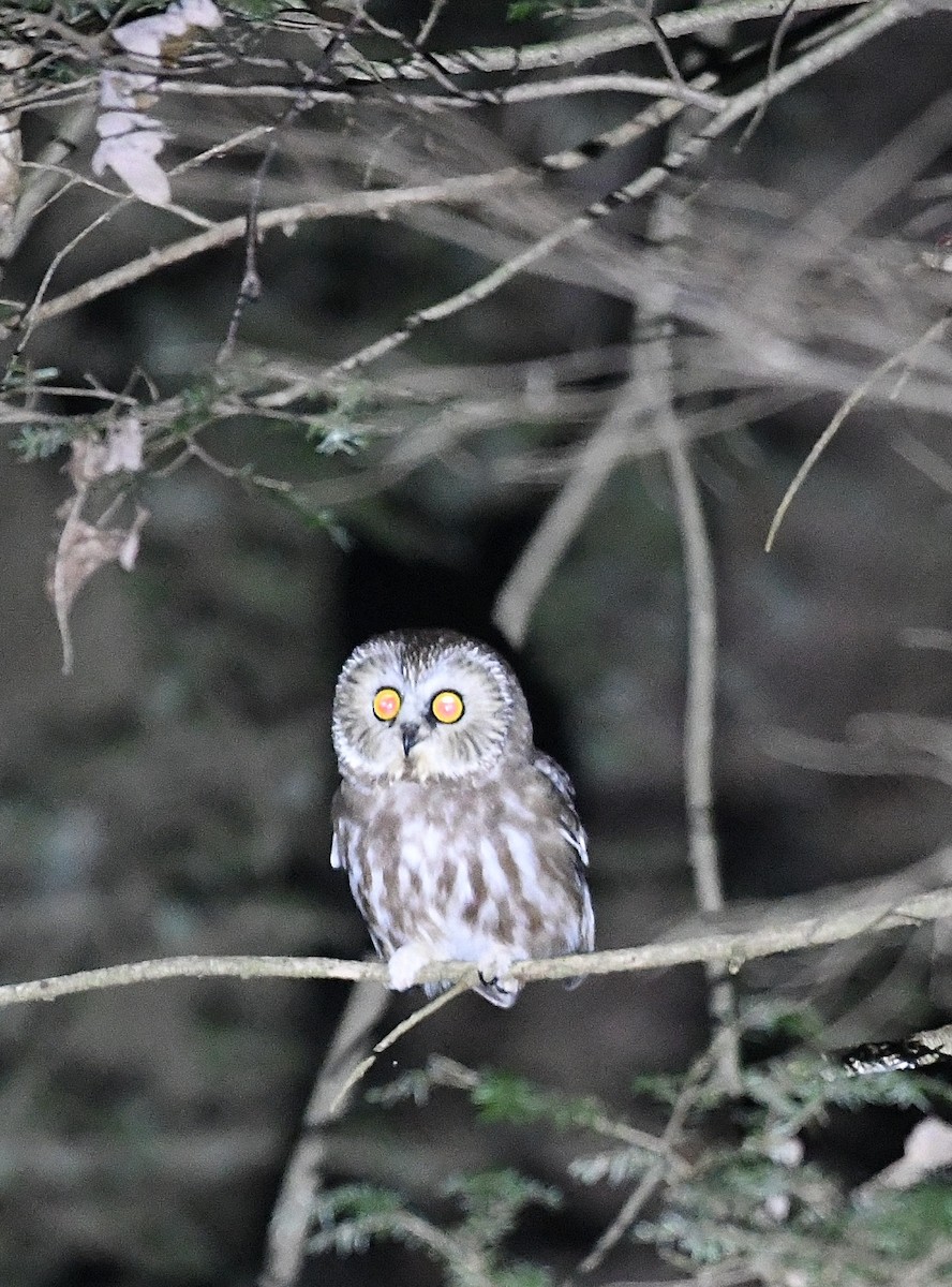 Northern Saw-whet Owl - ML627290322