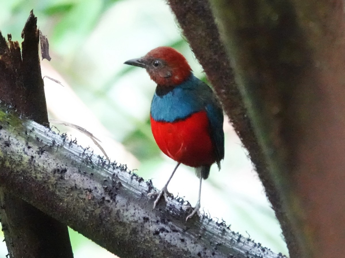 Sulawesi Pitta (Sangihe) - ML627290358