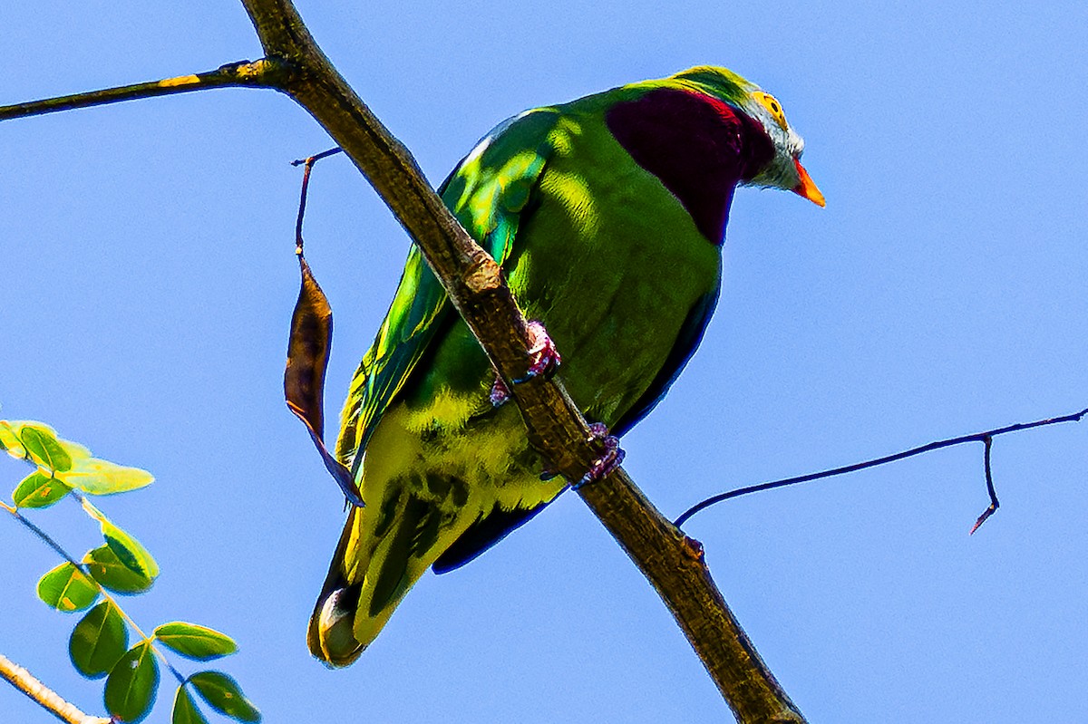Claret-breasted Fruit-Dove - ML627290373