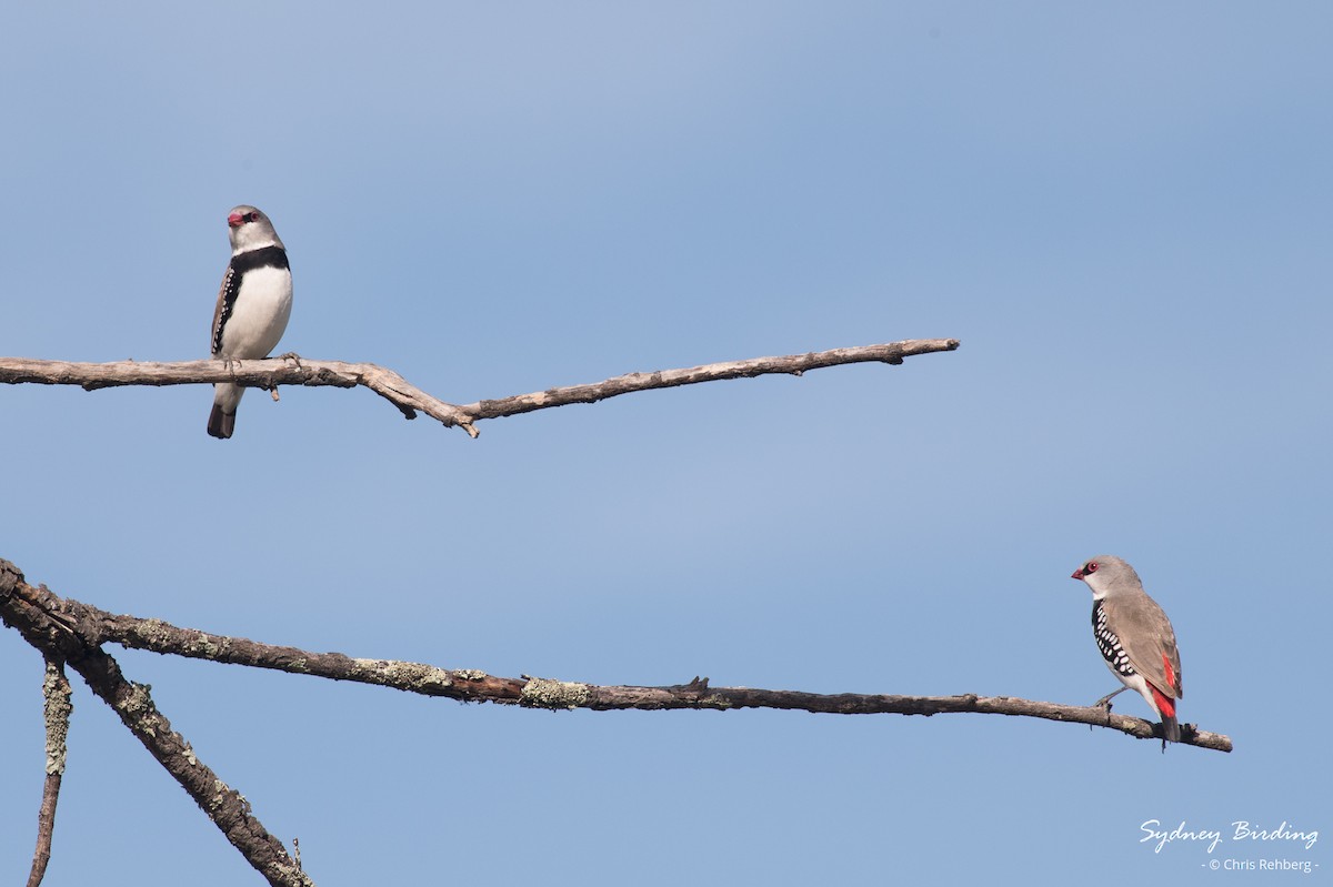 Diamond Firetail - ML627290433