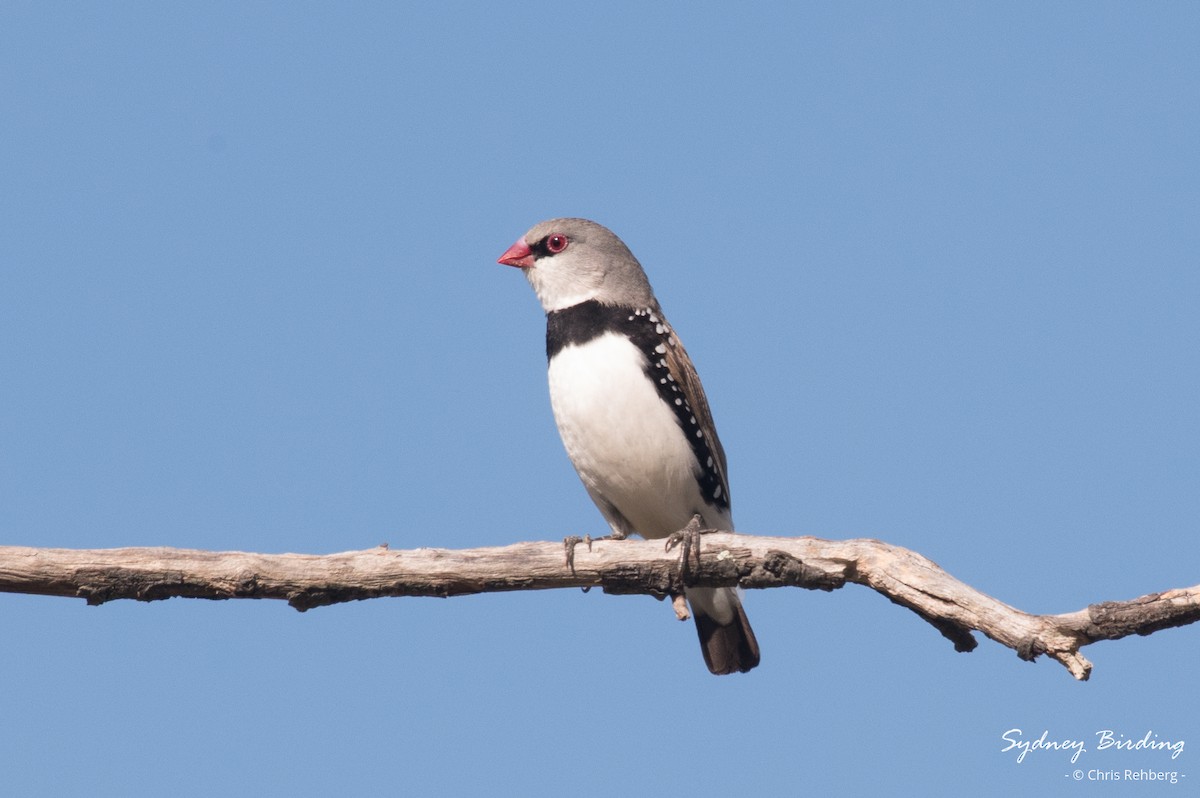Diamond Firetail - ML627290434
