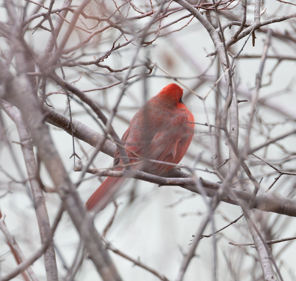 ショウジョウコウカンチョウ - ML627290508