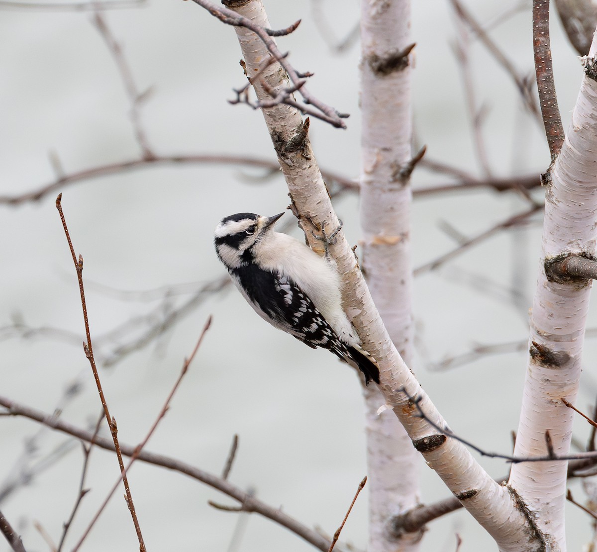 セジロコゲラ - ML627290526