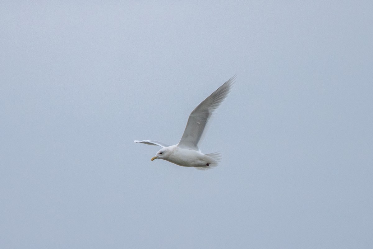 Iceland Gull (kumlieni) - ML627290541