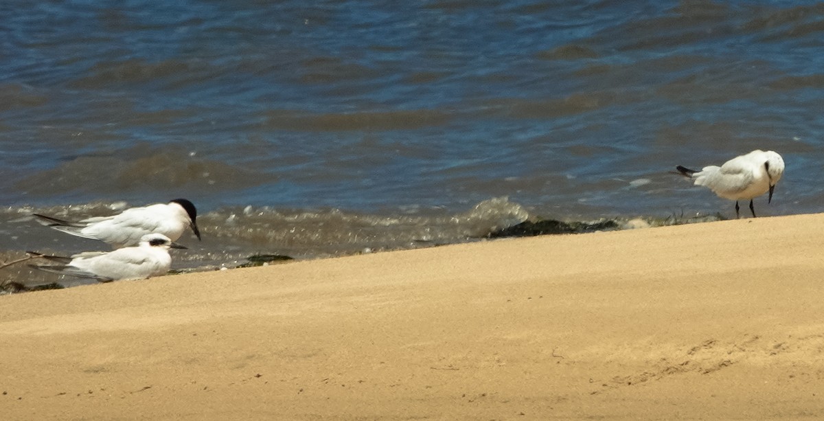 Australian Tern - ML627290554