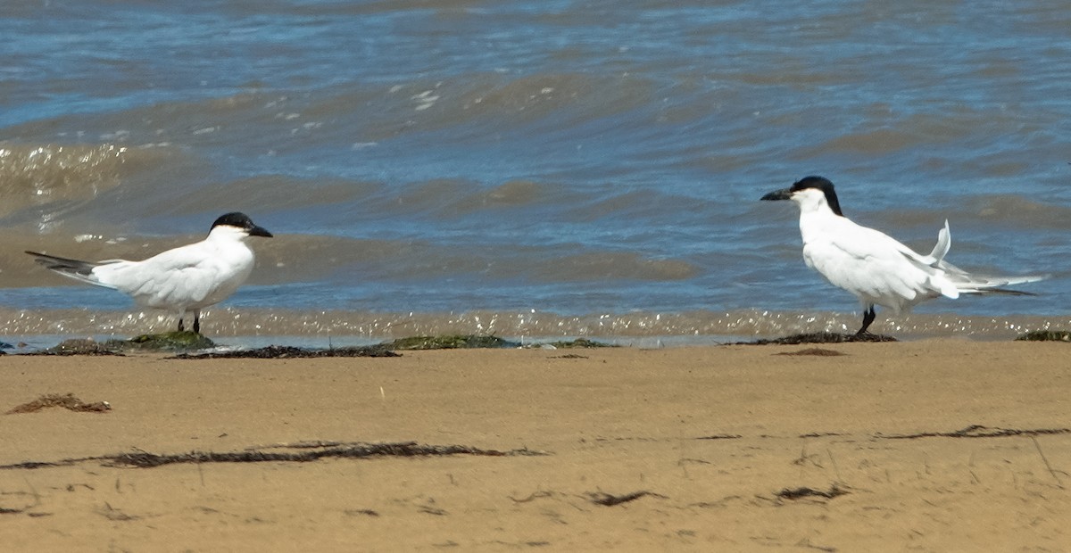 Australian Tern - ML627290556