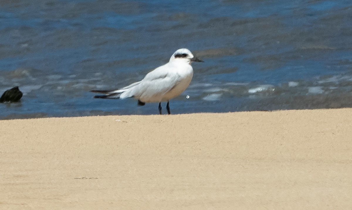 Australian Tern - ML627290558