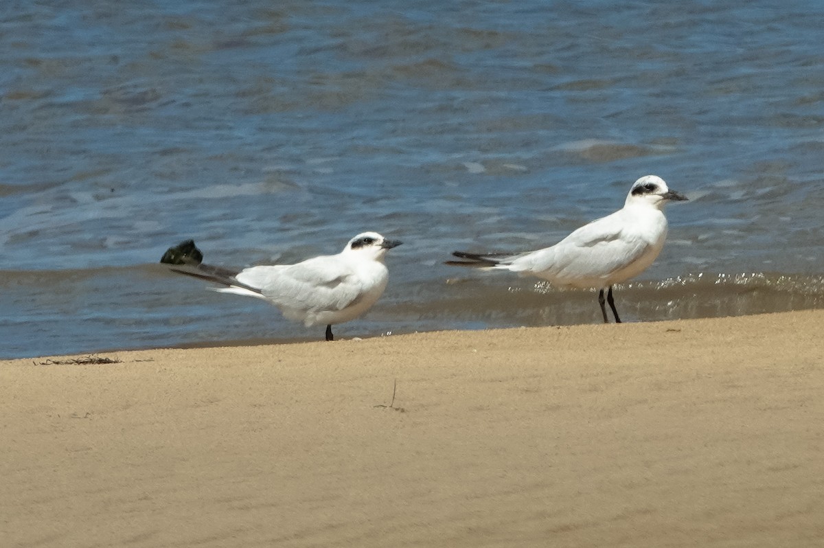 Australian Tern - ML627290559