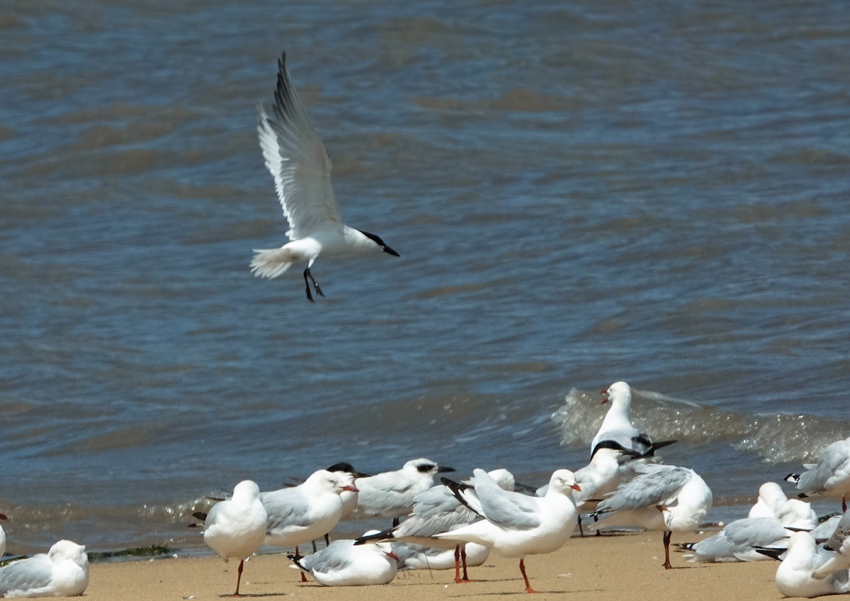 Australian Tern - ML627290563