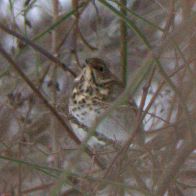 Hermit Thrush - ML627290586