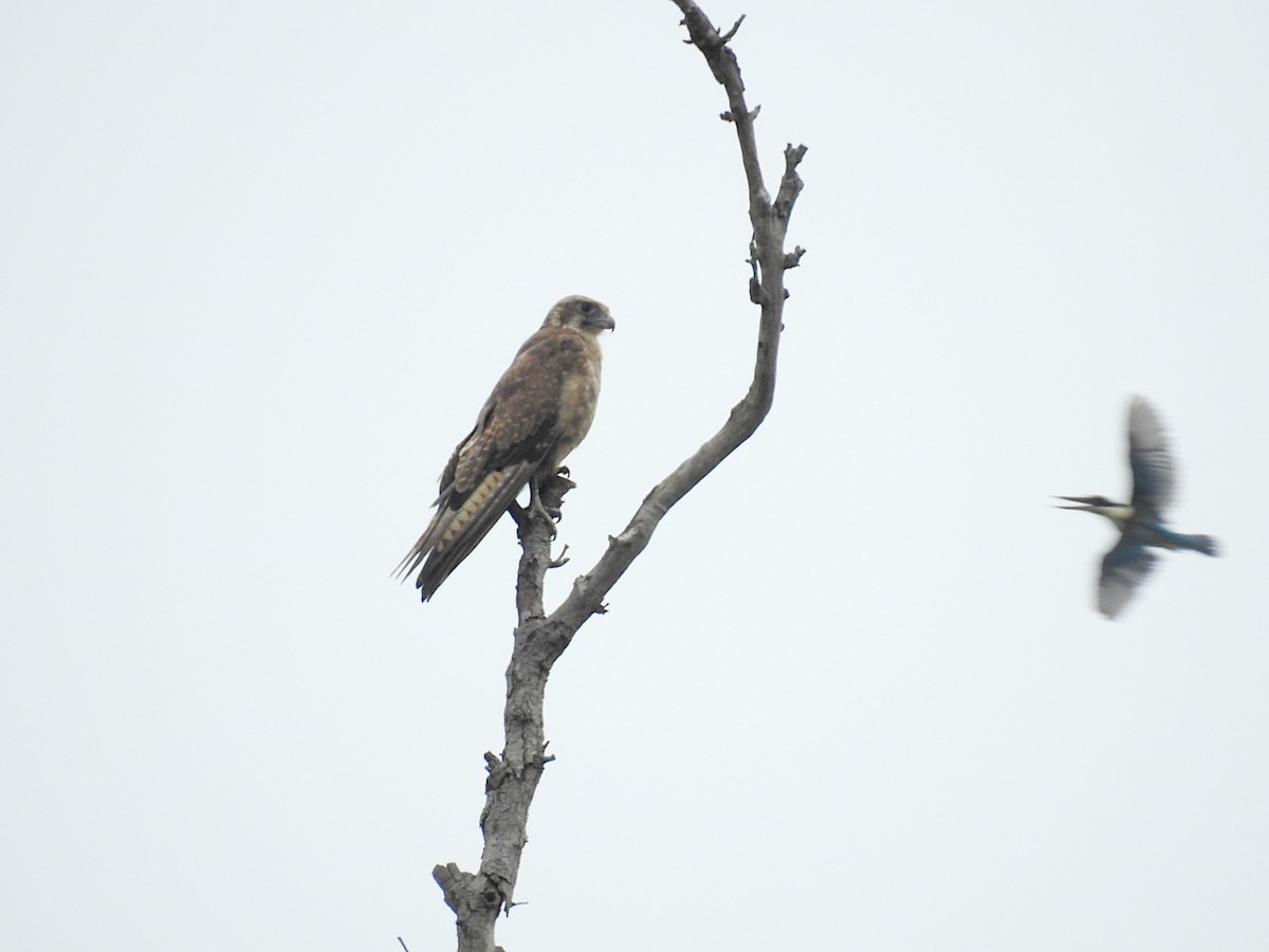 Brown Falcon - ML627290727