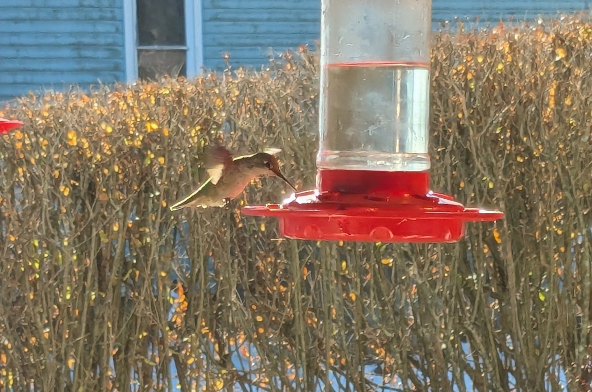 Anna's Hummingbird - ML627290733