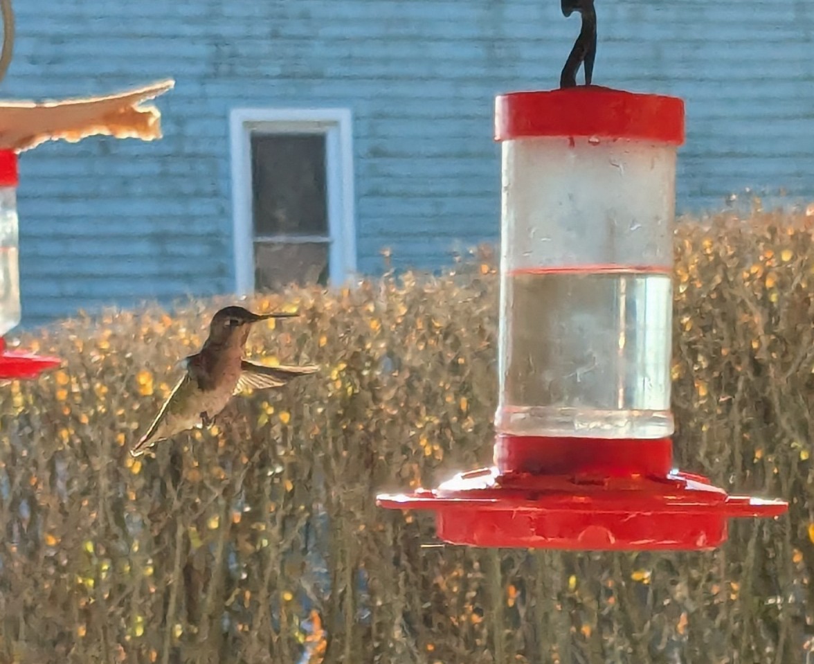 Anna's Hummingbird - ML627290736