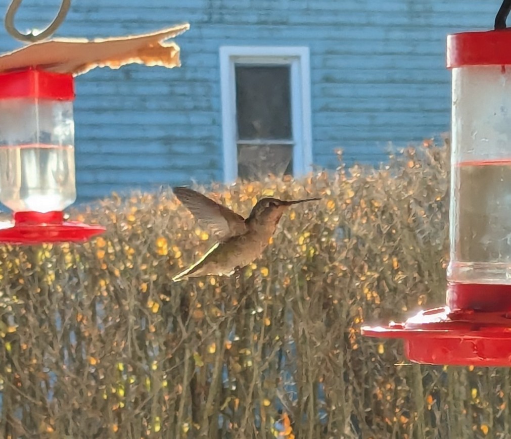 Anna's Hummingbird - ML627290737