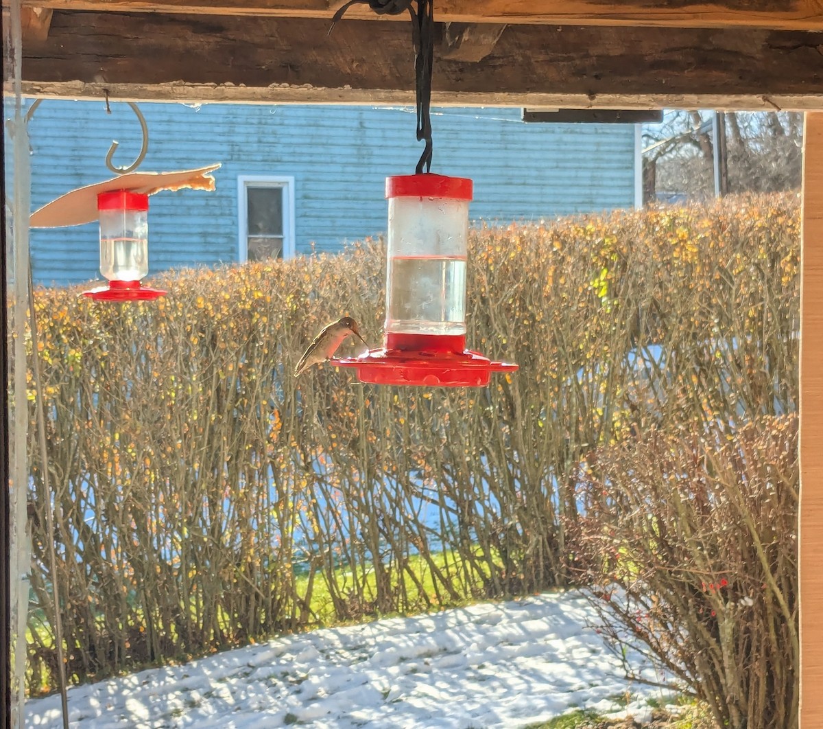 Anna's Hummingbird - ML627290738