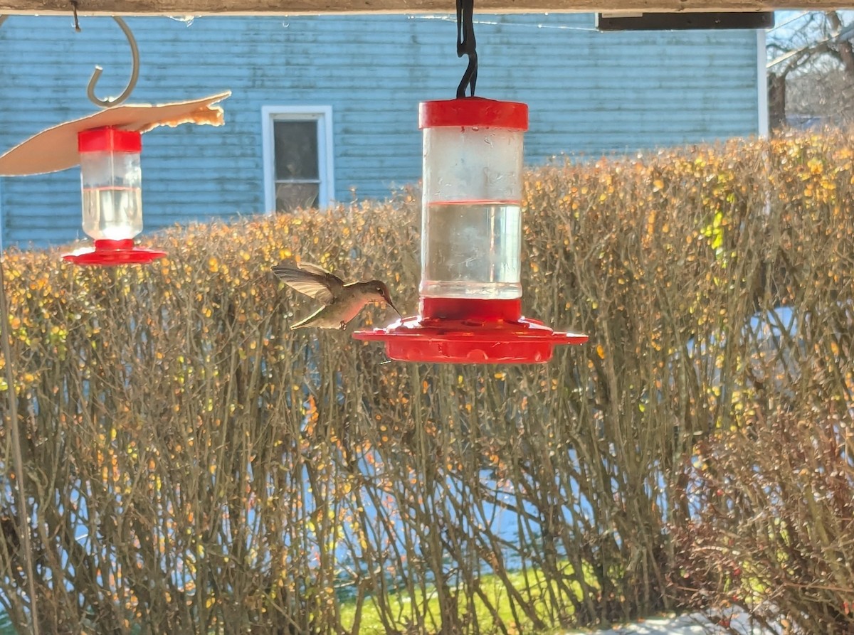 Anna's Hummingbird - ML627290739