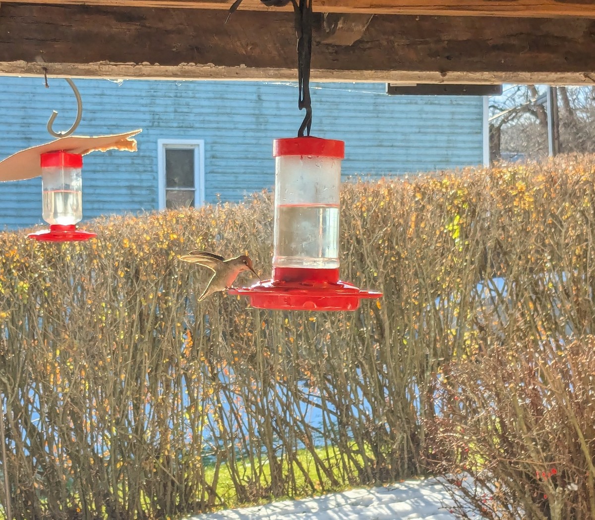 Anna's Hummingbird - ML627290740