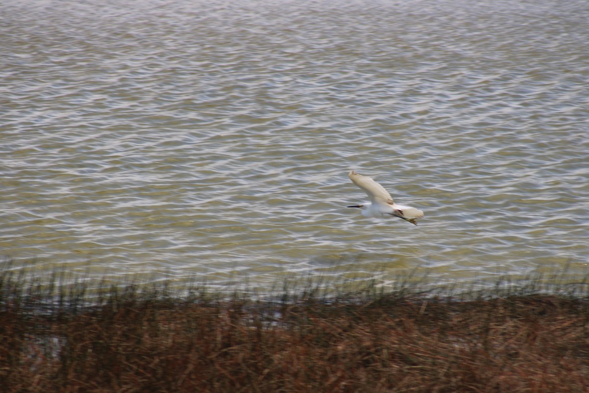 Snowy Egret - ML627290811