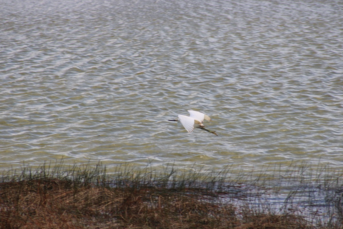 Snowy Egret - ML627290812