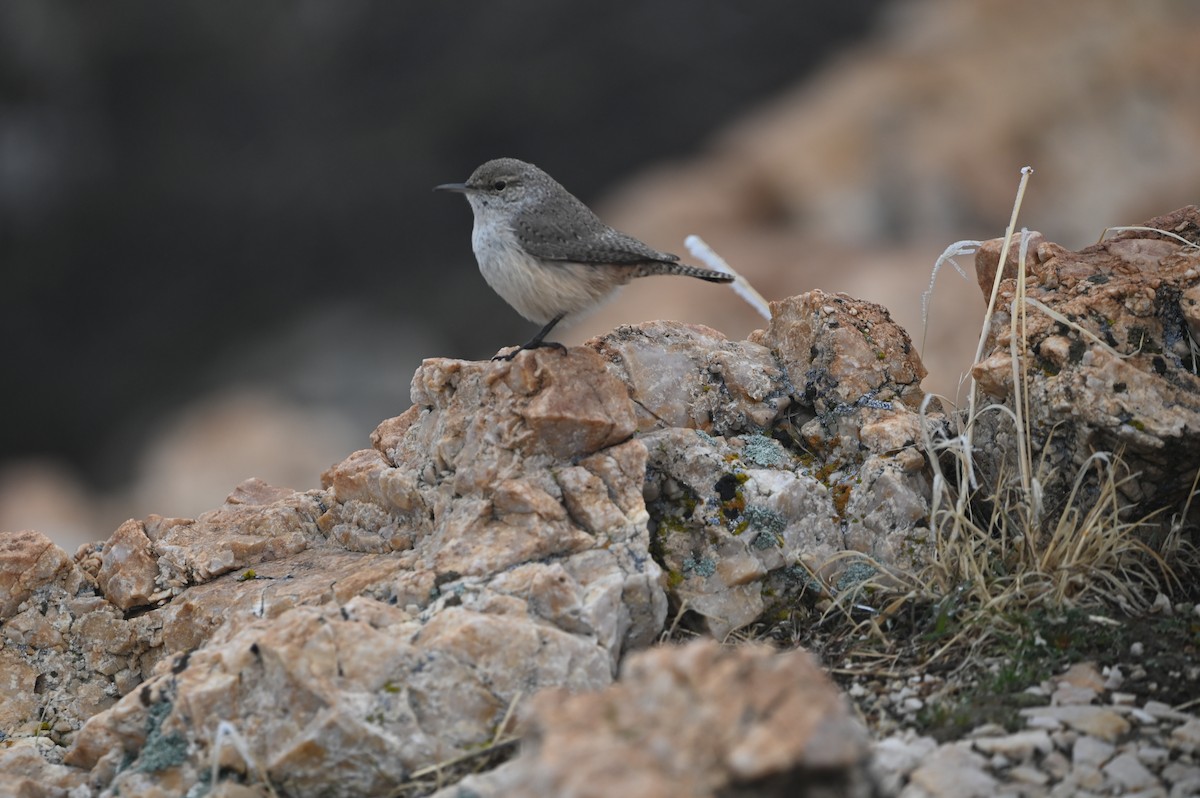 Rock Wren - ML627290894