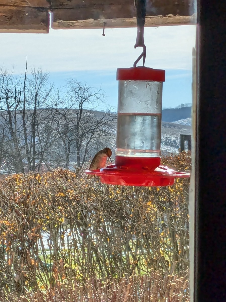 Anna's Hummingbird - ML627291000