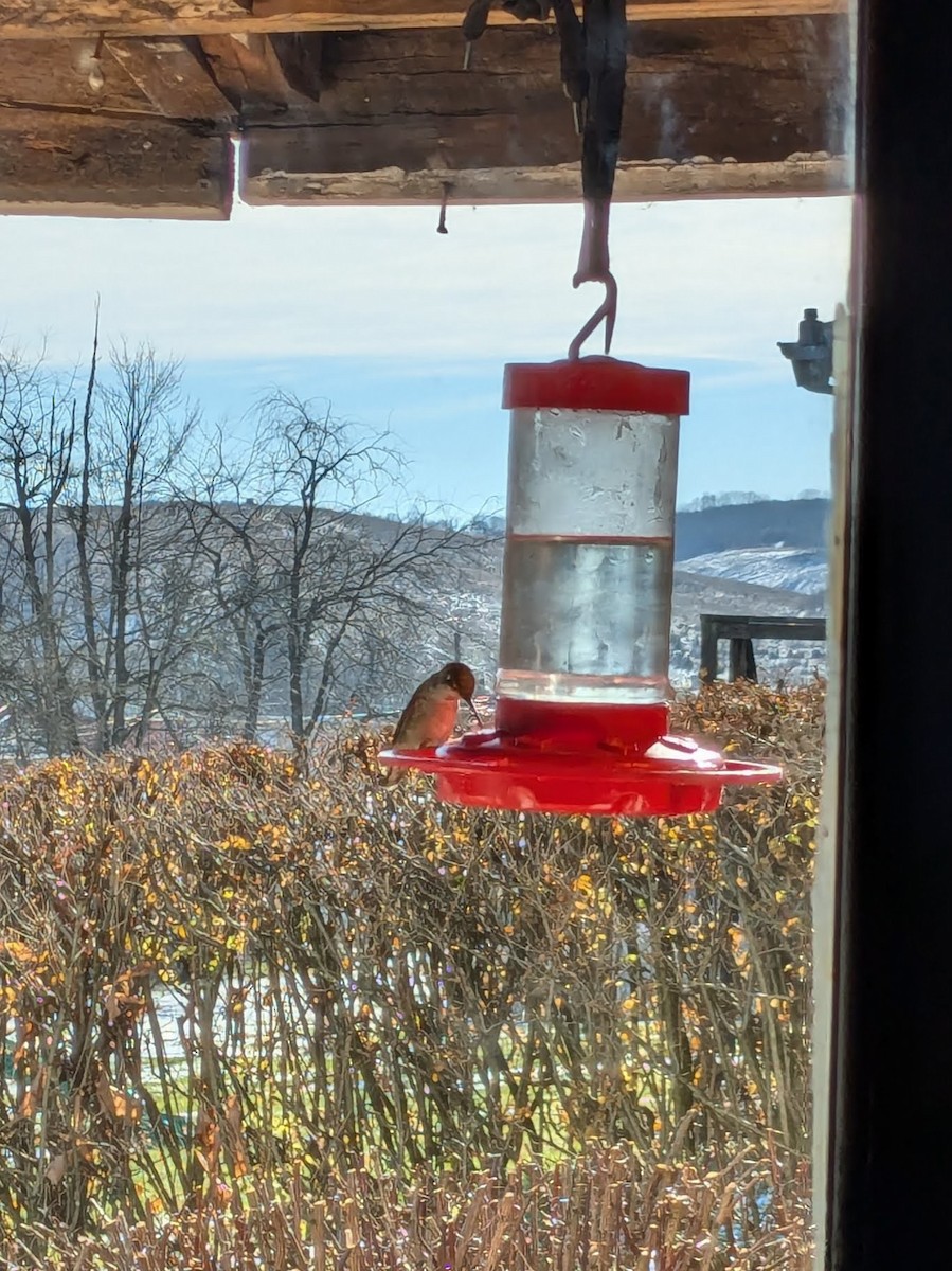 Anna's Hummingbird - ML627291001