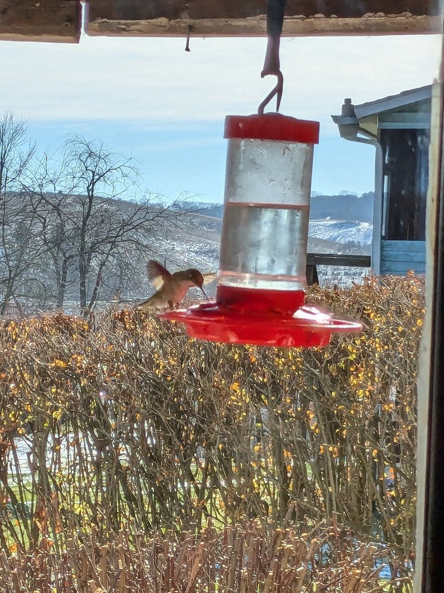 Anna's Hummingbird - ML627291002