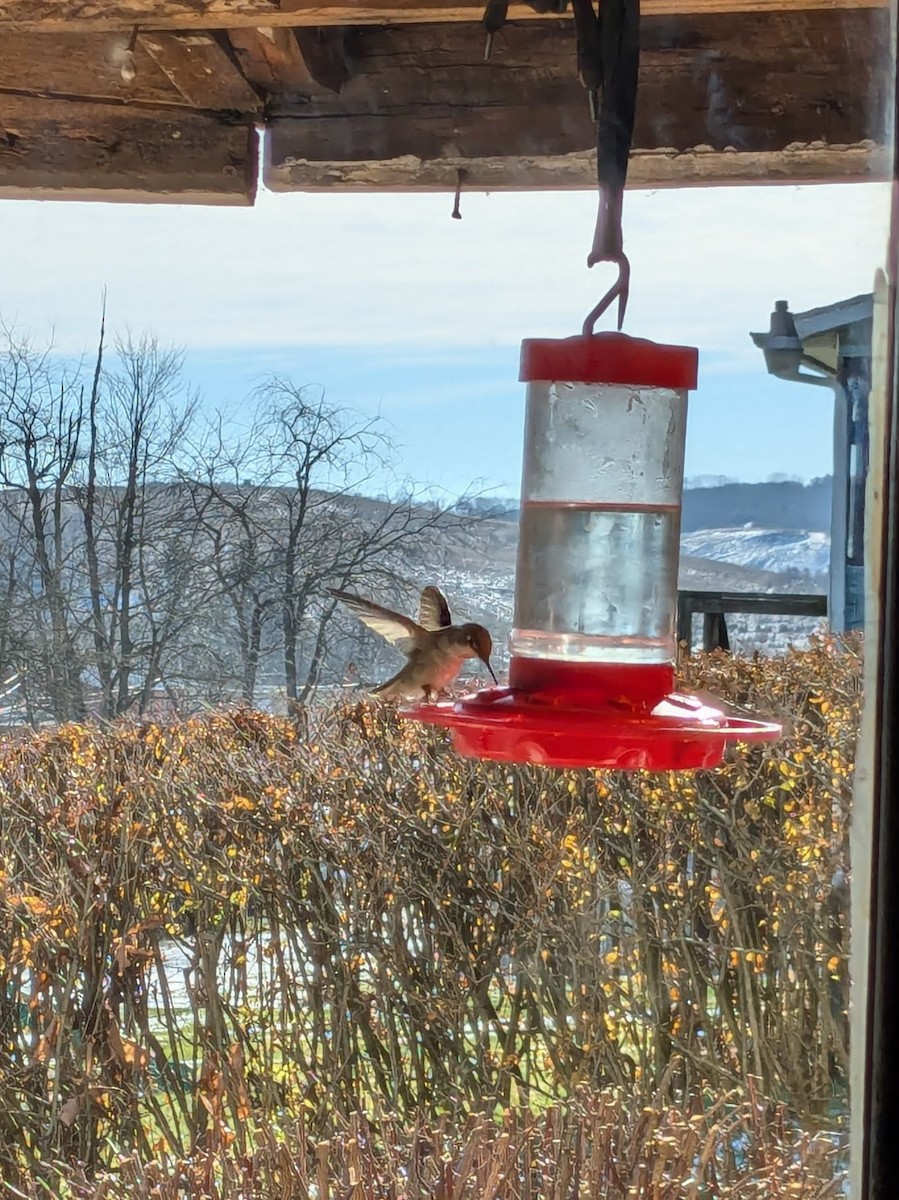 Anna's Hummingbird - ML627291003